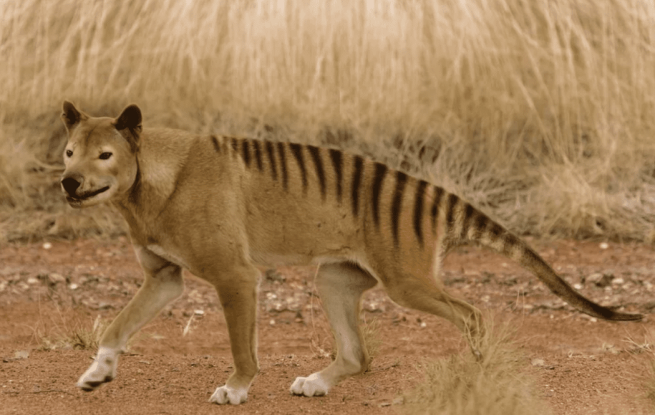 Тасманийский волк 1935
