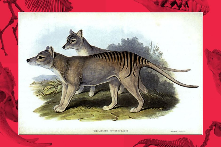 Тасманийский волк