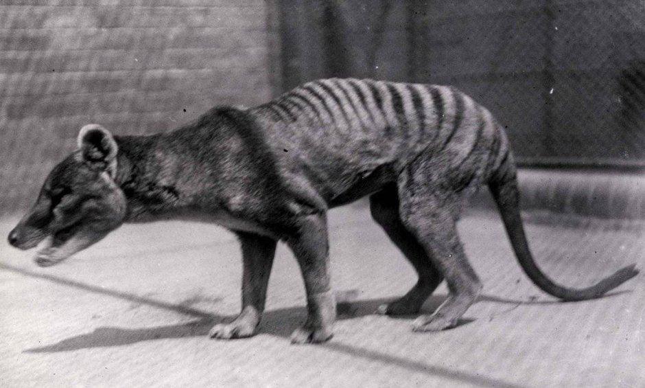 Тилацин сумчатый волк выжил