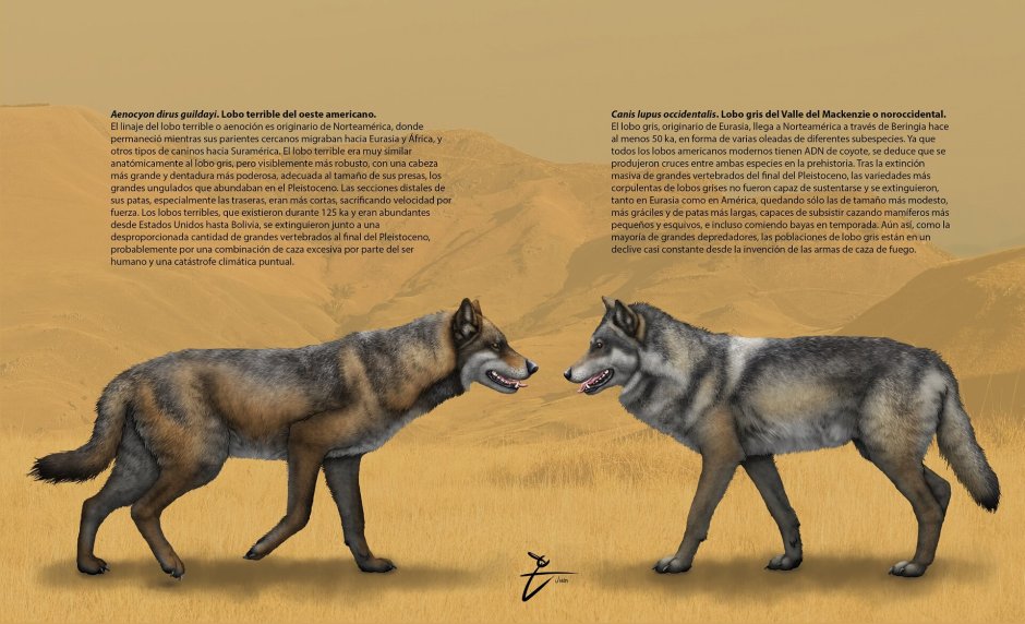 Сумчатый волк 1936