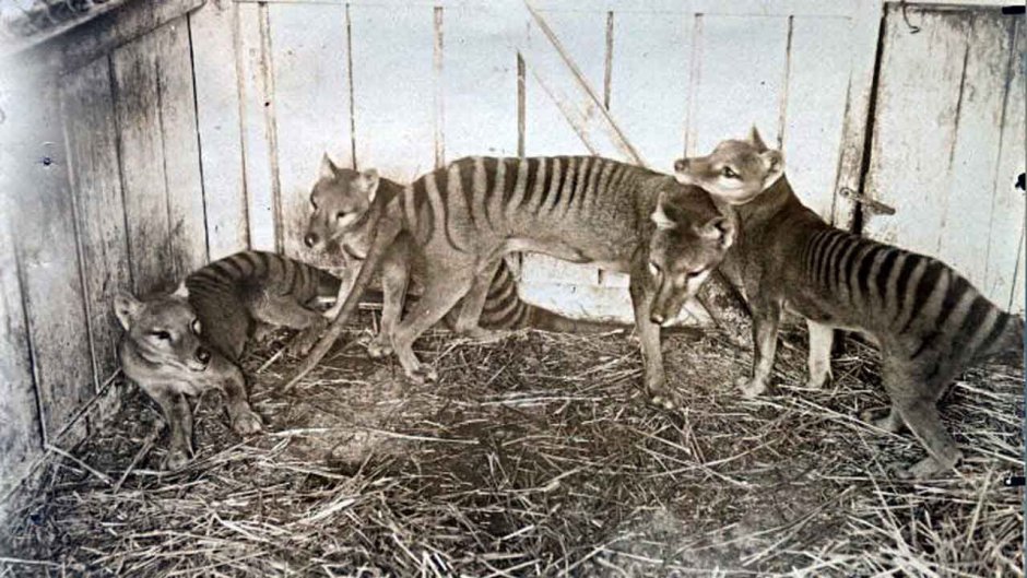 Тасманский сумчатый волк