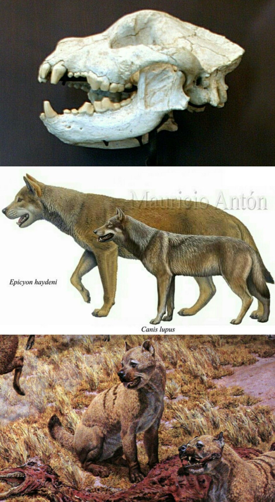 Канис Дирус