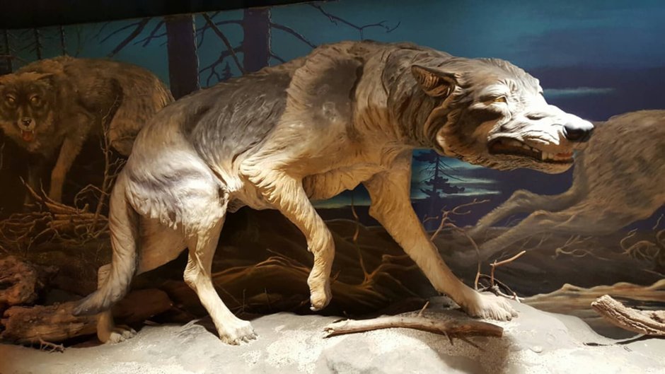 Последний сумчатый волк пойманный в 1933