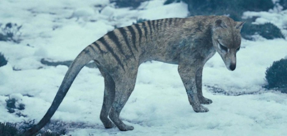 Тасманийский тигр