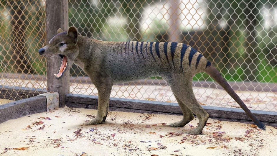 Сумчатый волк 1936