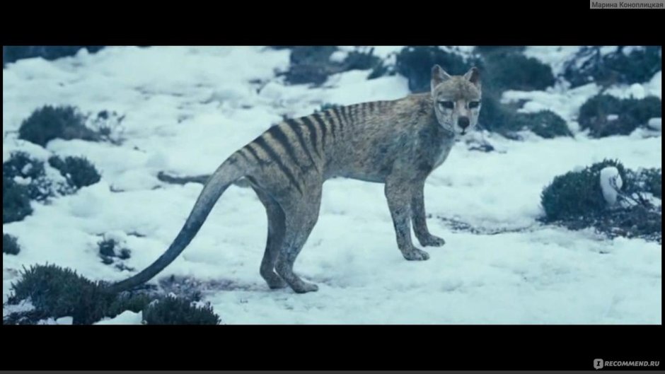 АМФИЦИОН собака медведь доисторические хищники