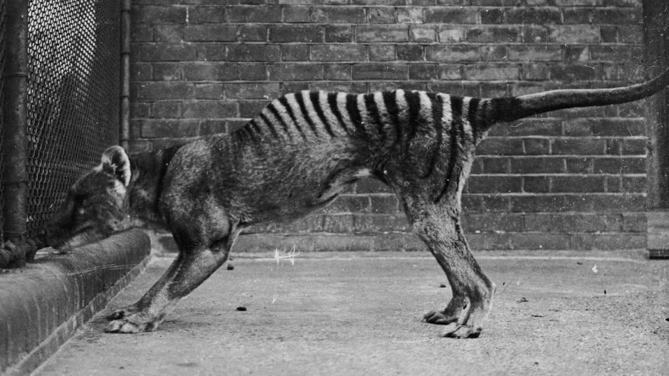 Известные животные мира