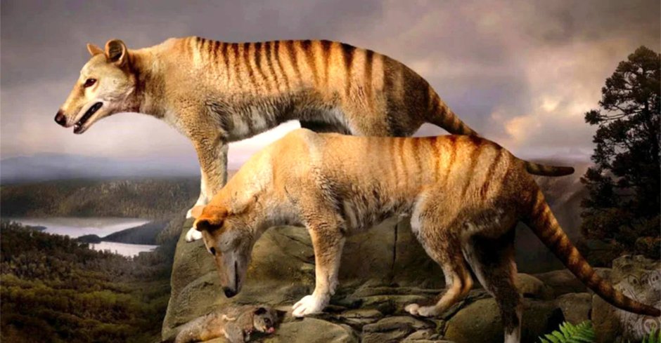 Волк переярок