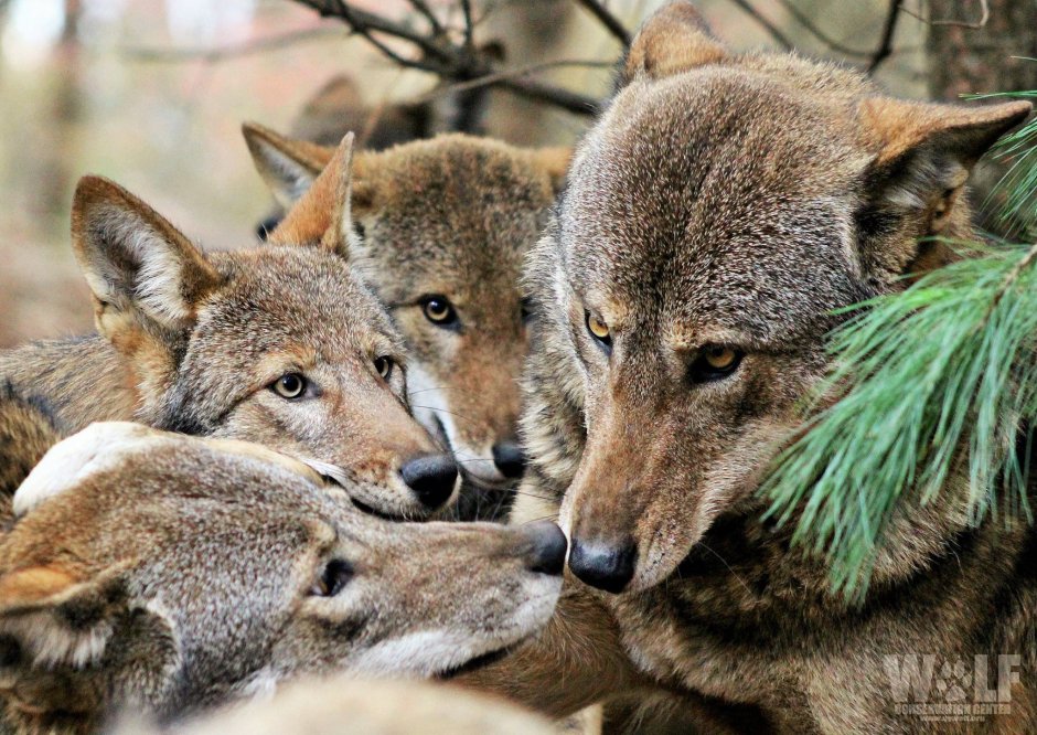 Древние животные с названиями