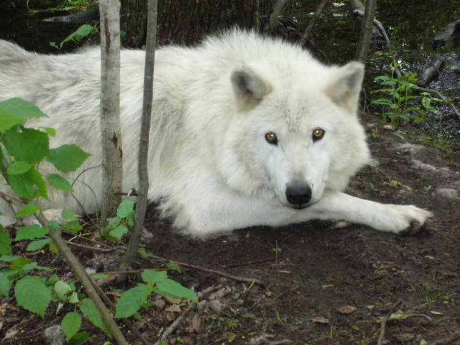 Сумчатый волк