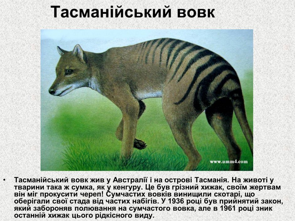 Дикий Арктический волк