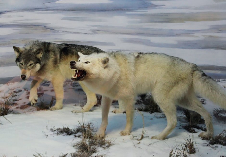 Лозовская м. (ред.) "животные"