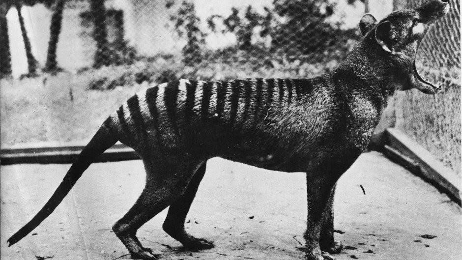 Волк Канис Дирус