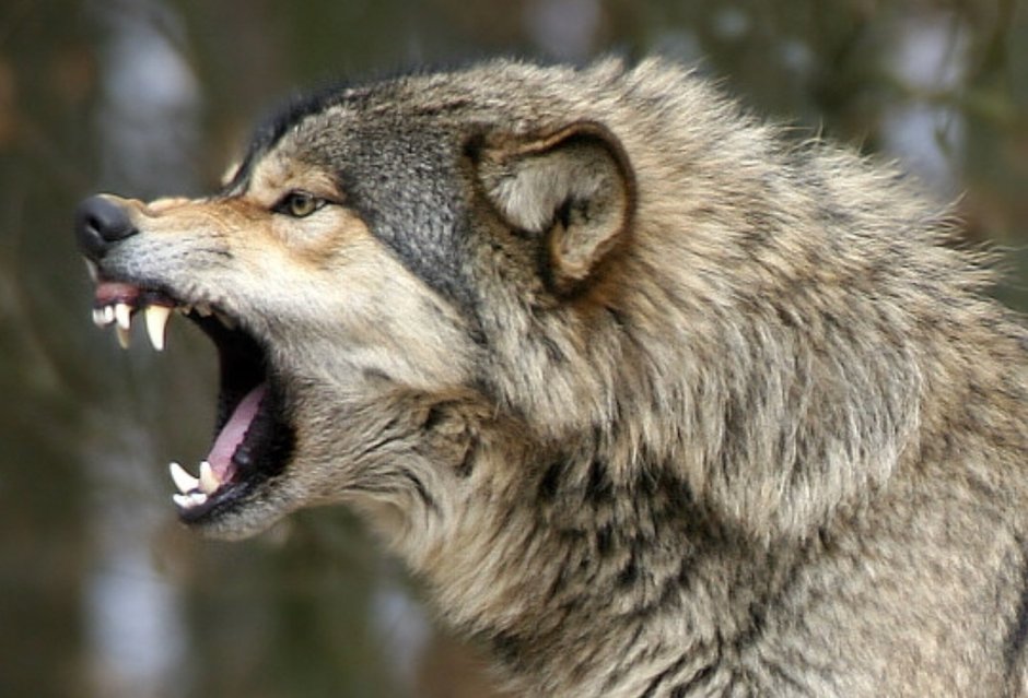 Тилацин сумчатый волк