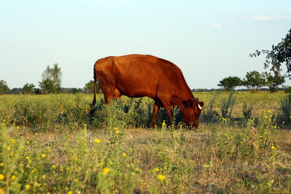 Яловая корова