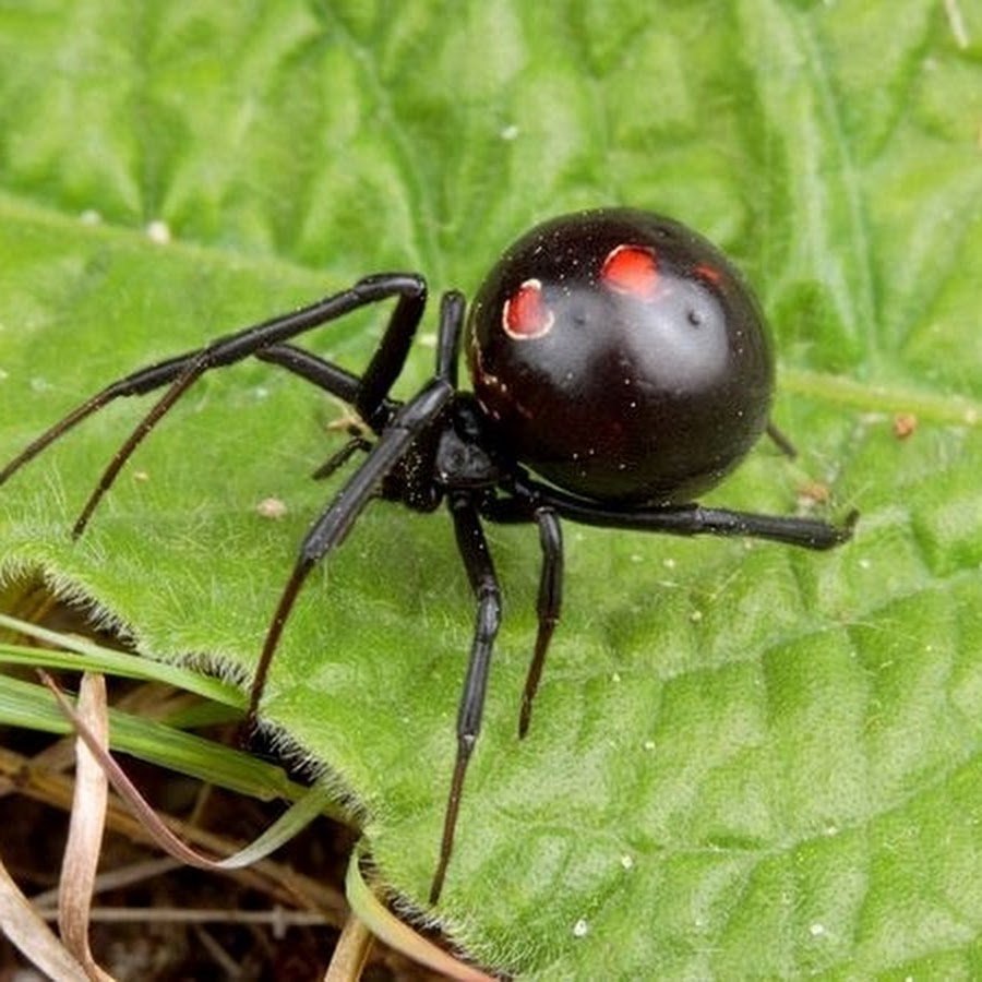 Каракурт черная вдова