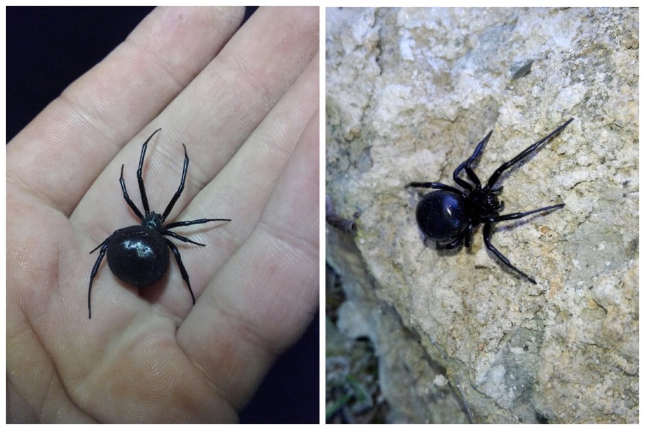 Астраханский паук Каракурт