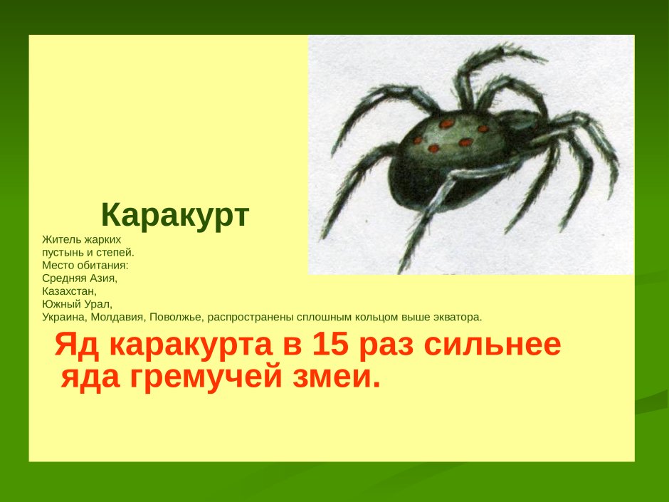 Каракурт степной паук