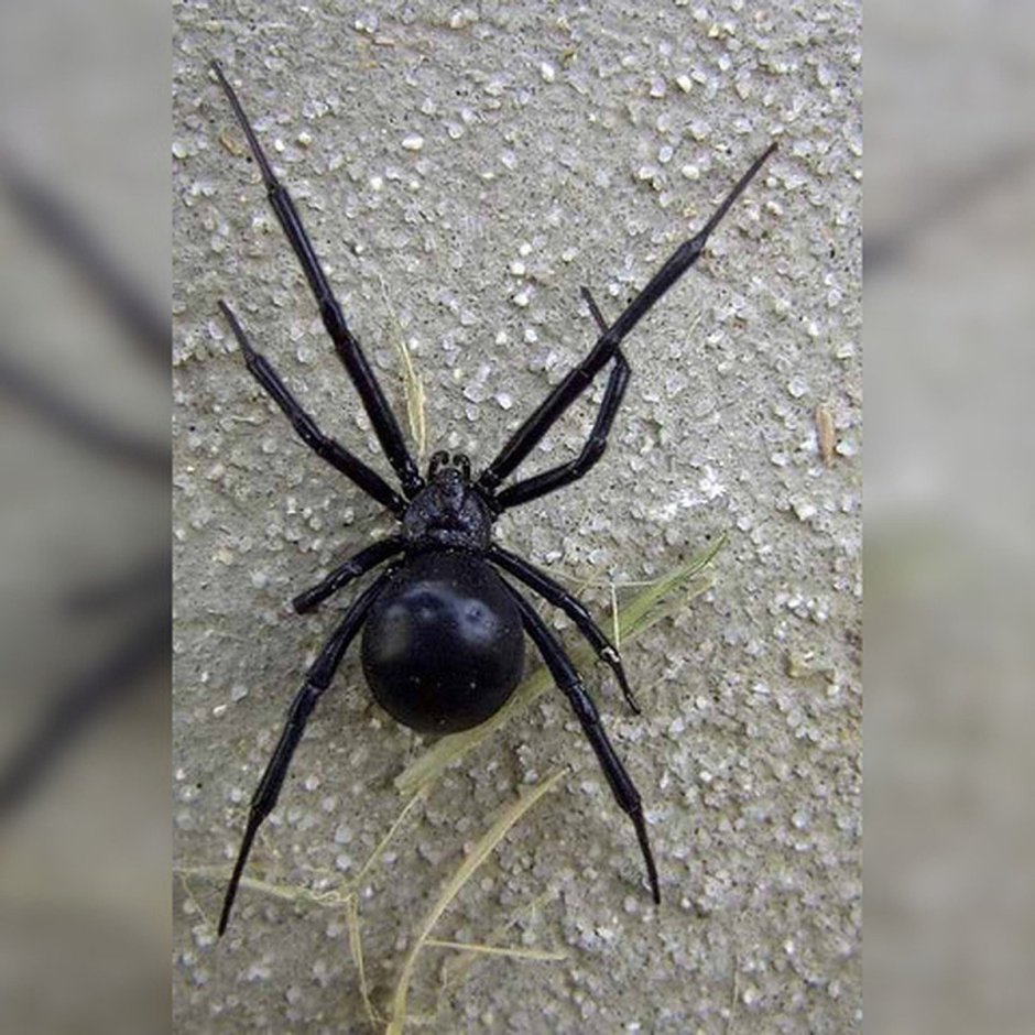 Каракурт паук