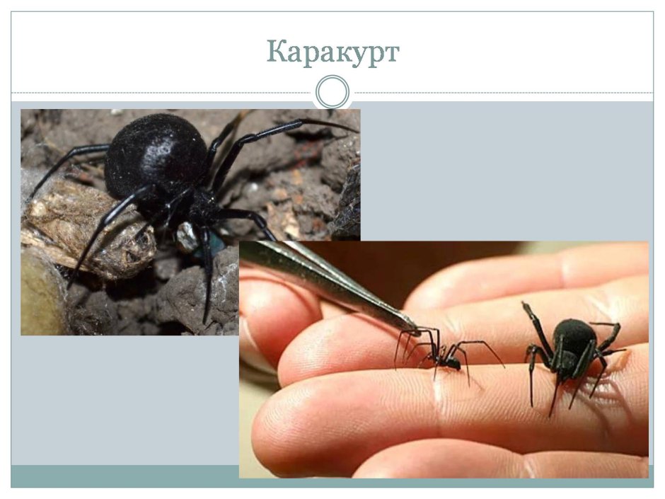 Каракурт хелицеры