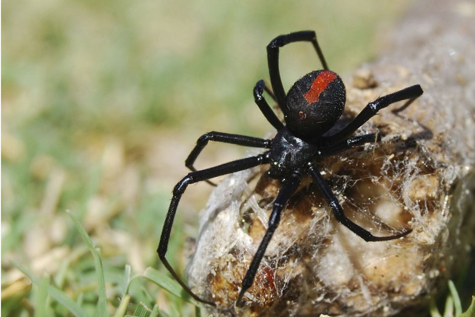 Каракурт паук