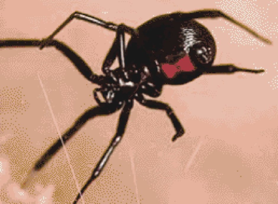 Красноспинный паук Австралия