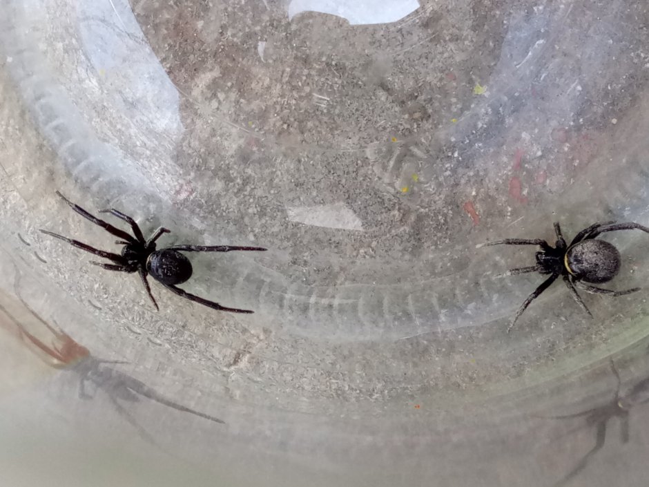 Пауки в Ростове на Дону