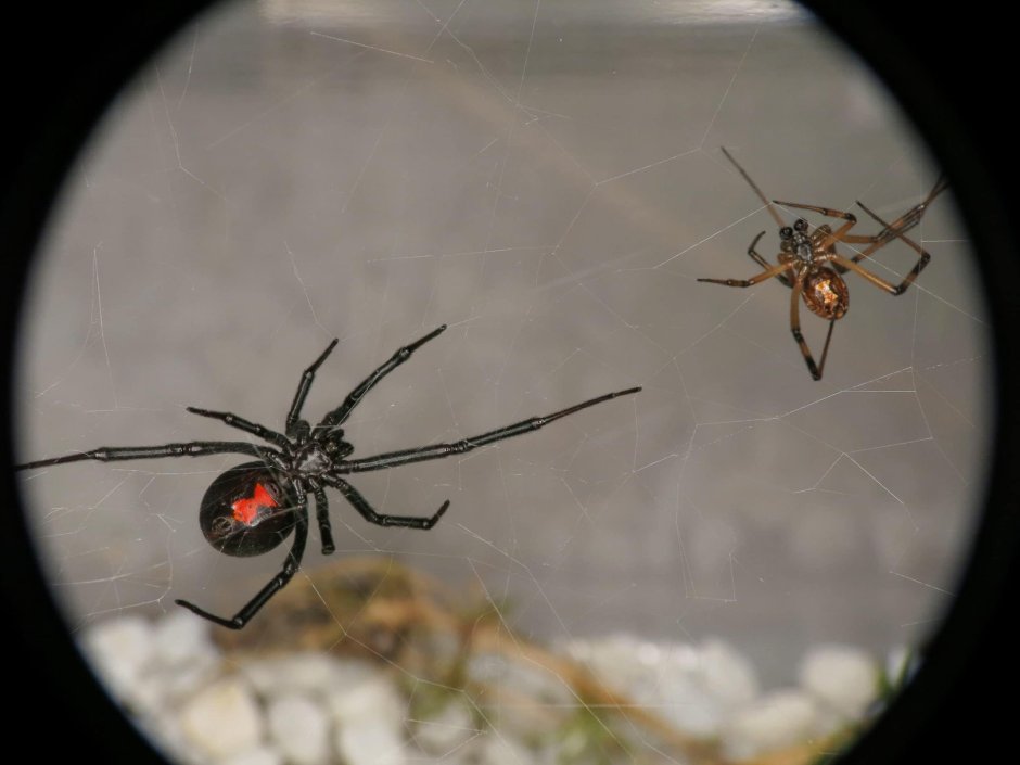 Самка каракурта чёрная вдова