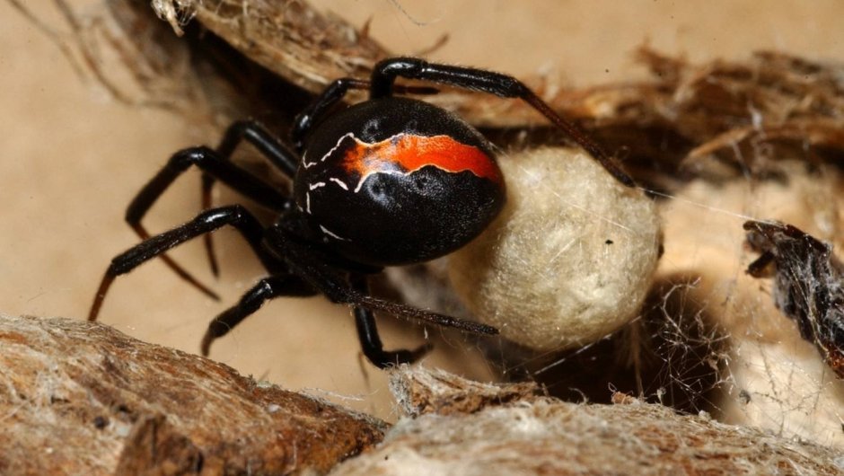 Чёрная вдова паук в России