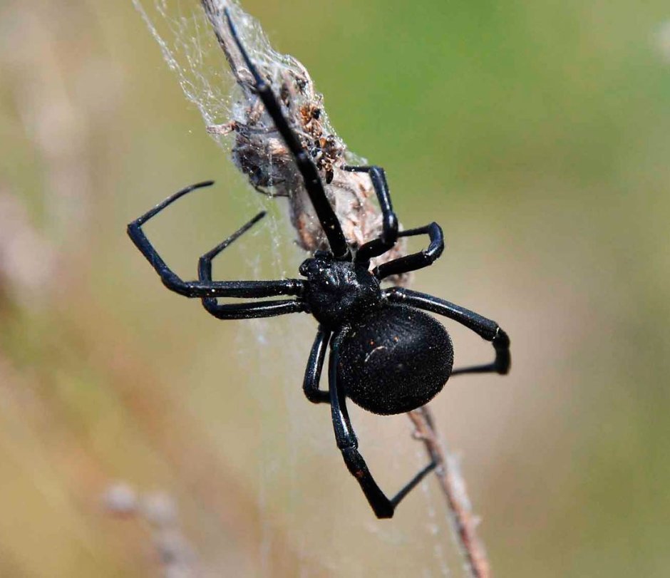 Паук ложный Каракурт