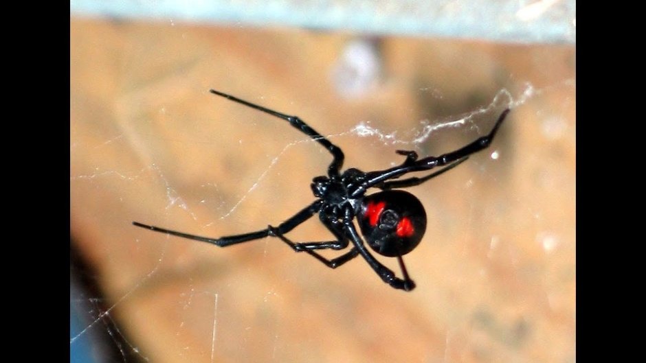 Каракурт черная вдова