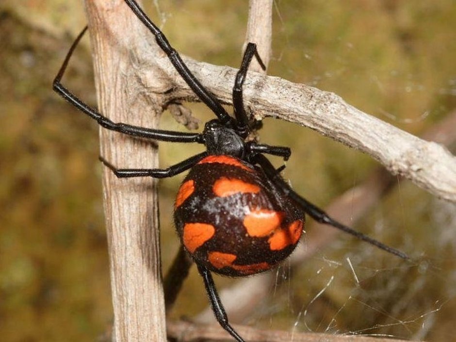 Гнездо каракурта