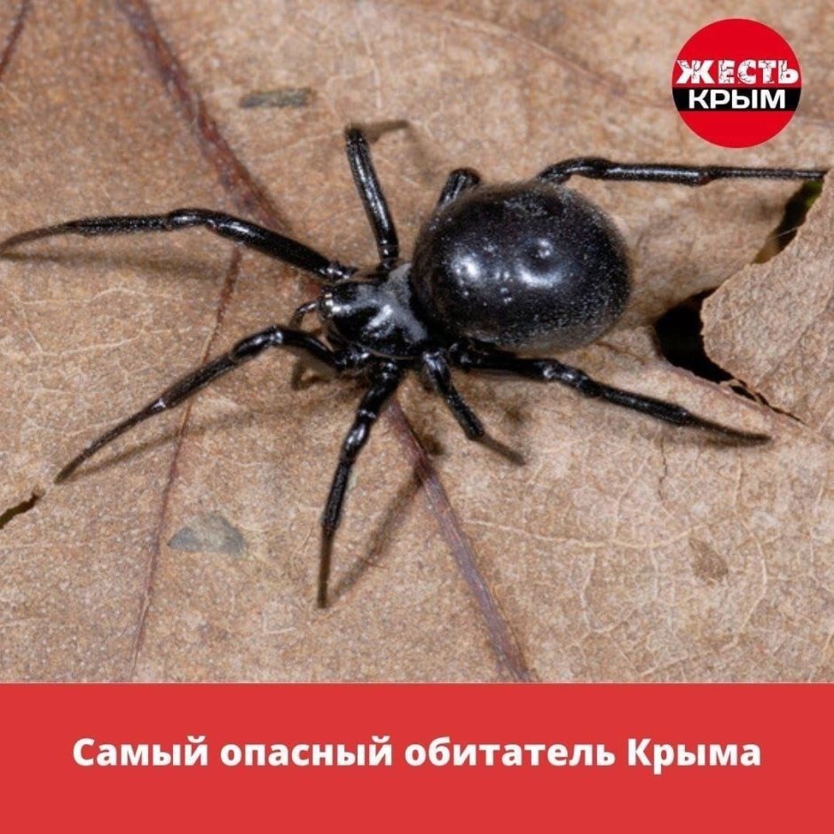 Паук черная вдова Каракурт