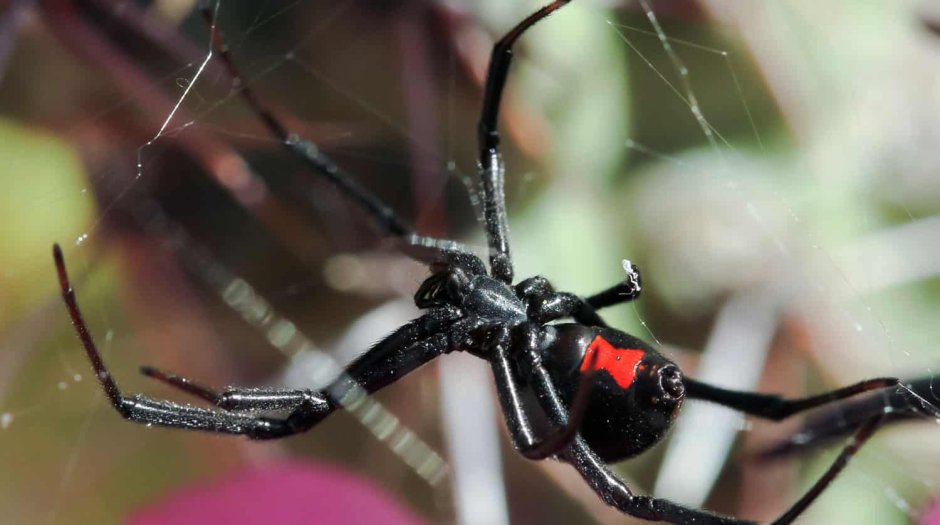 Крымский паук Каракурт