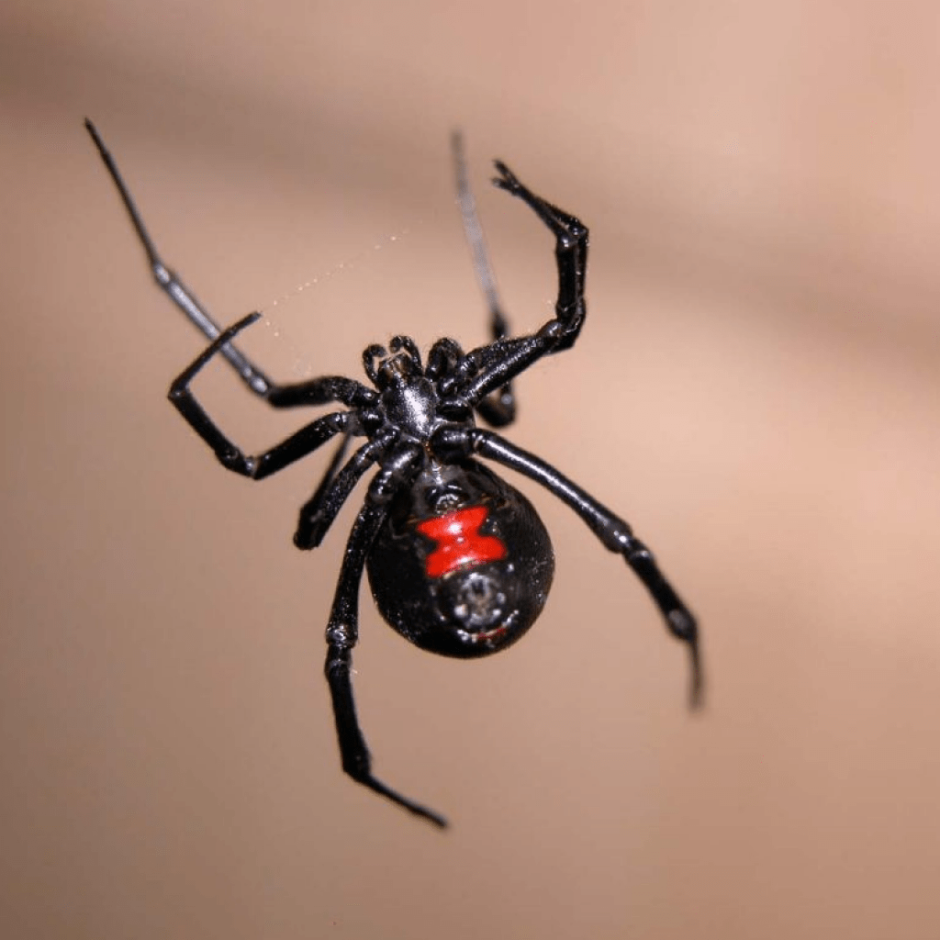 Белый Каракурт Latrodectus pallidus