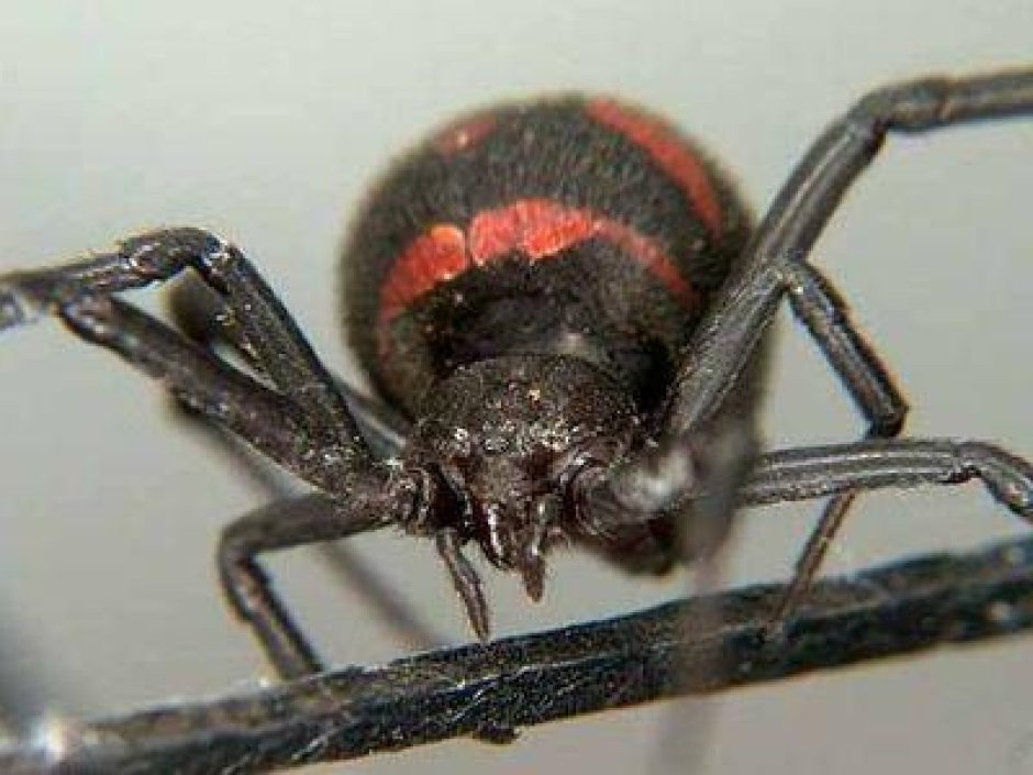 Белый Каракурт Latrodectus pallidus