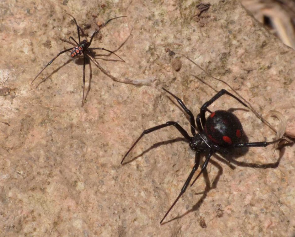 Паук Каракурт самец