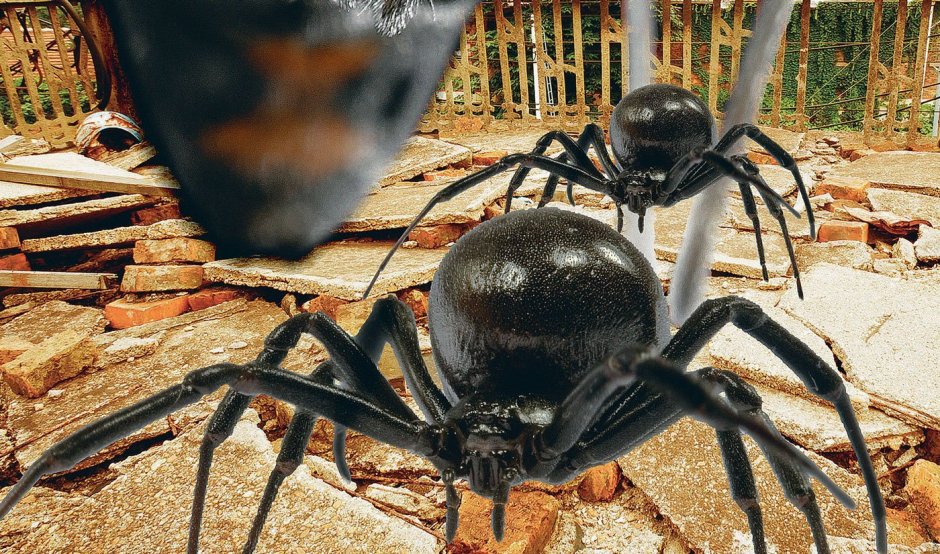 Нашествие каракуртов