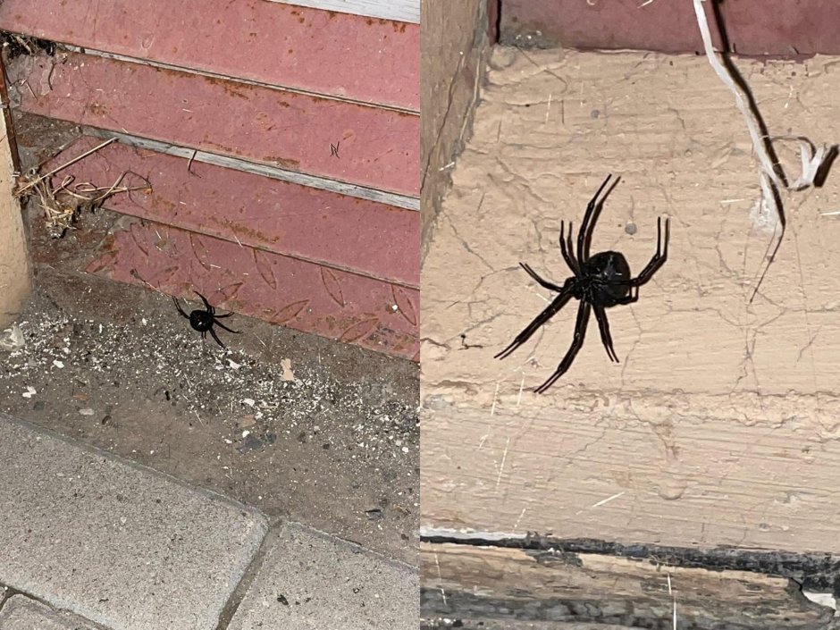 Паук Каракурт интересные факты