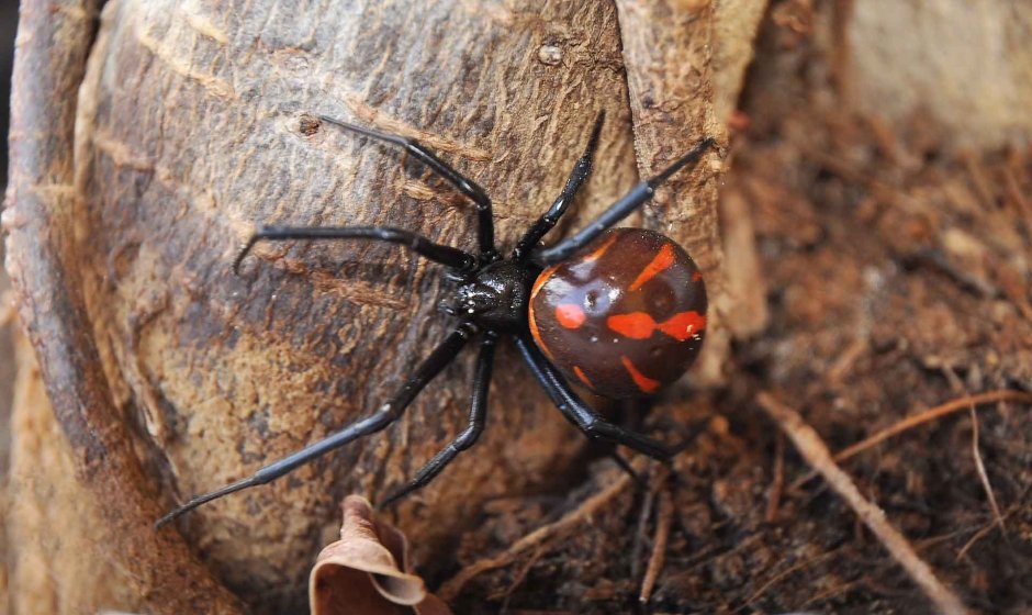 Ядовитый паук Каракурт