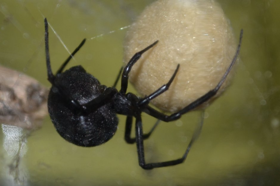 Каракурт в Волгоградской области