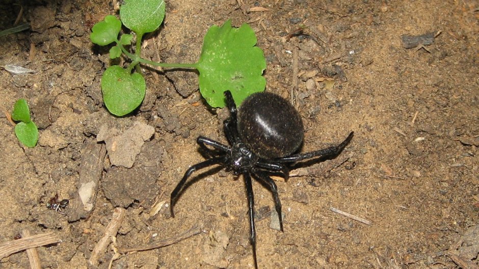 Каракурт паук