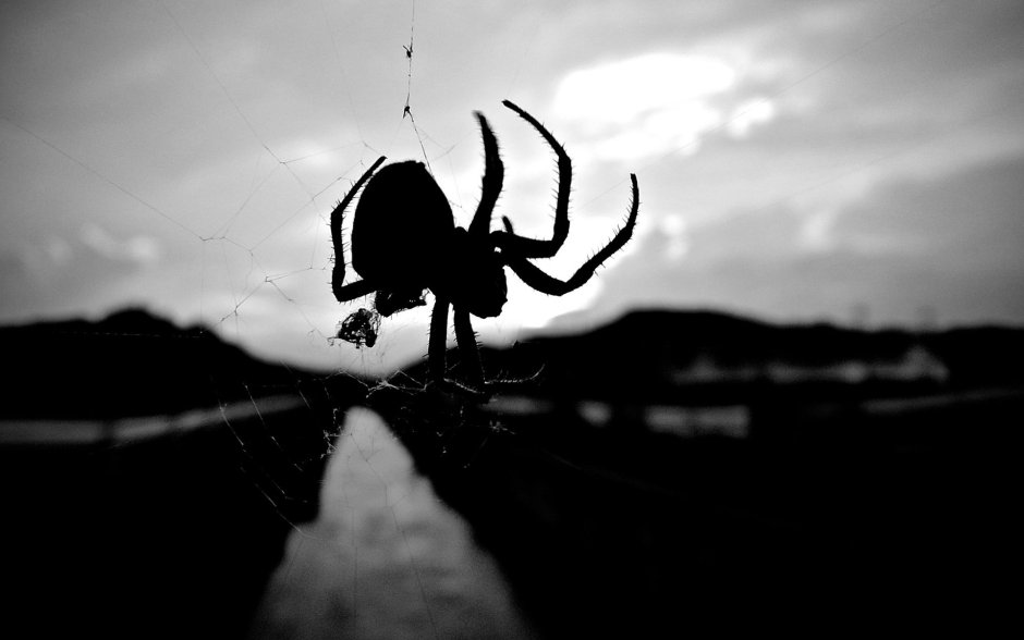 Micrathena sagittata