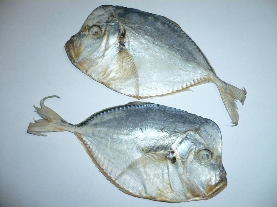 Камбала Королевская