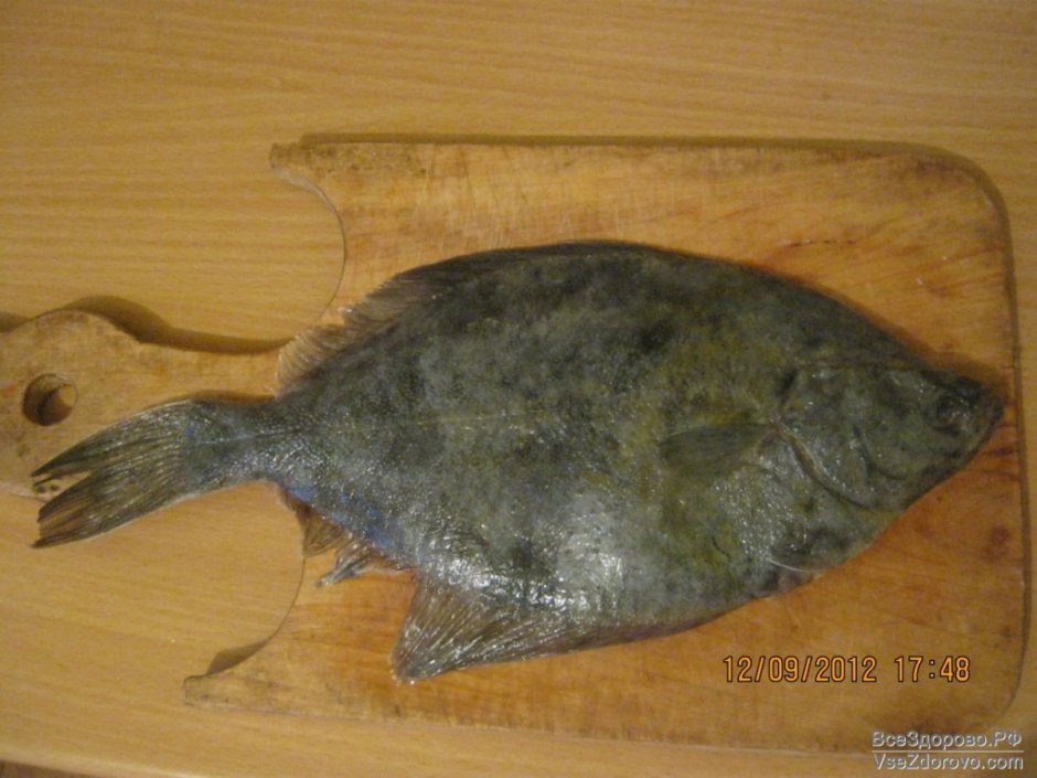 Морские рыбы камбала раскраски