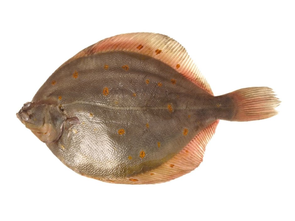 Flounder рыба камбала