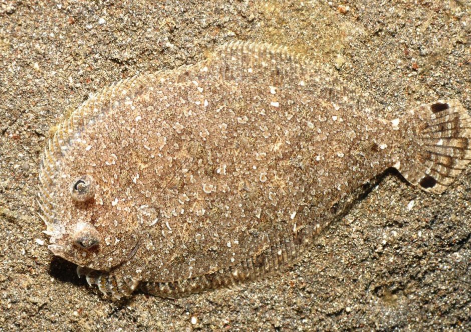 Gulf Flounder