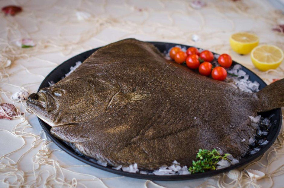Камбалообразные на белом фоне