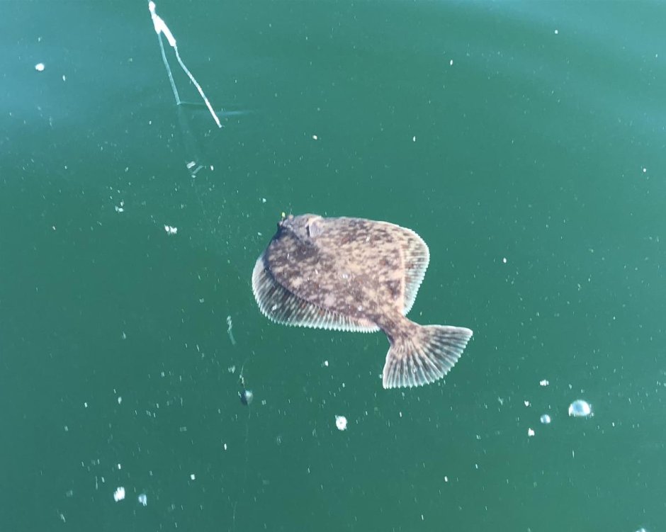 Полярная камбала Liopsetta glacialis