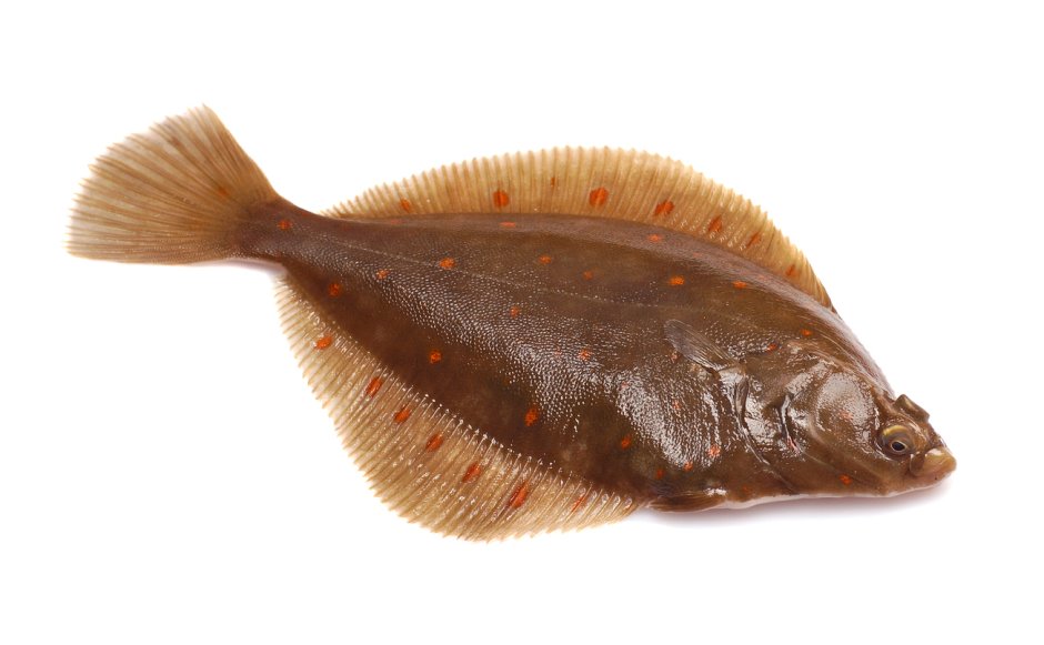 Полярная камбала Liopsetta glacialis